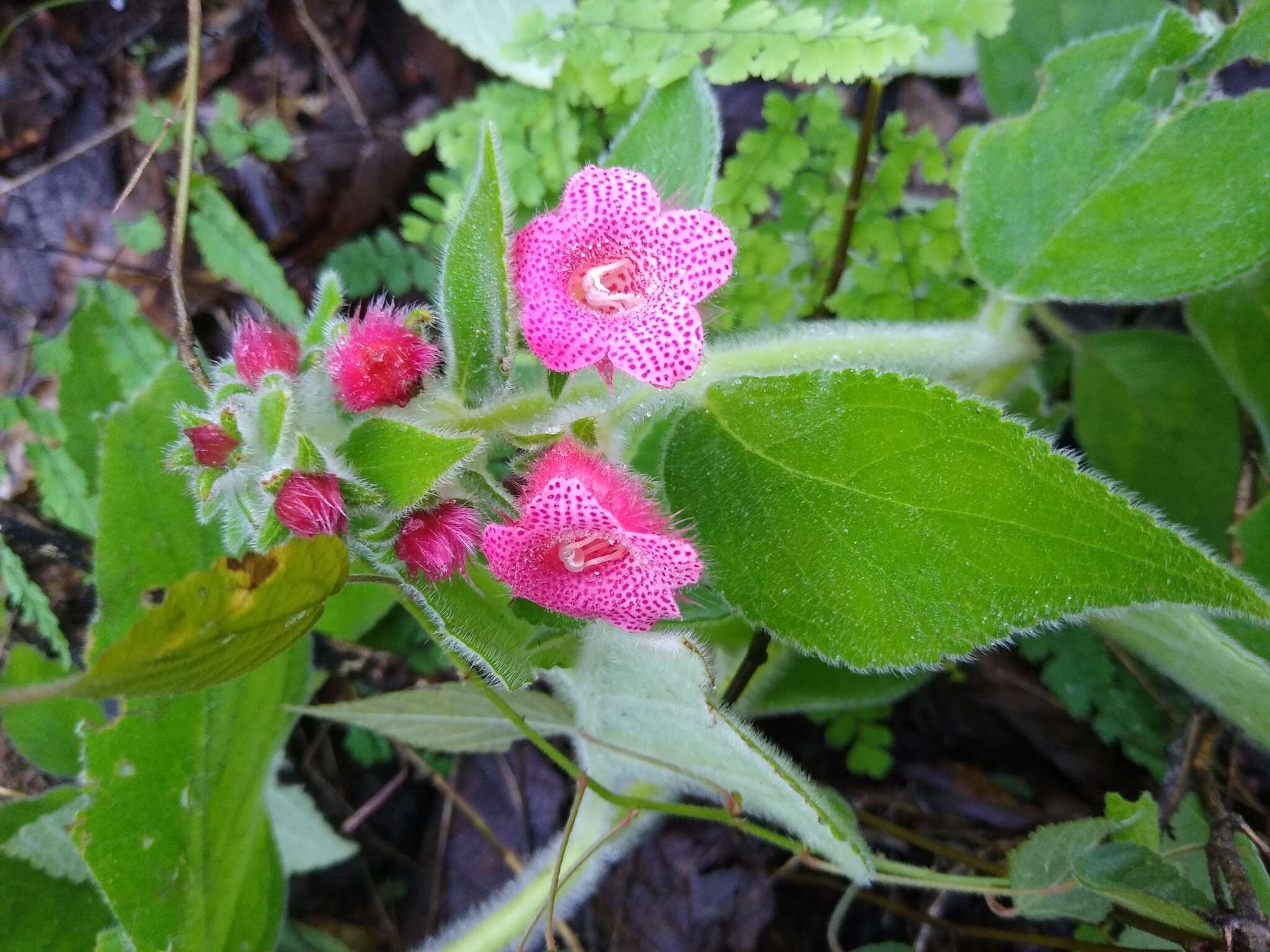 Imagem de Kohleria rugata (Scheidw.) L. P. Kvist & L. E. Skog