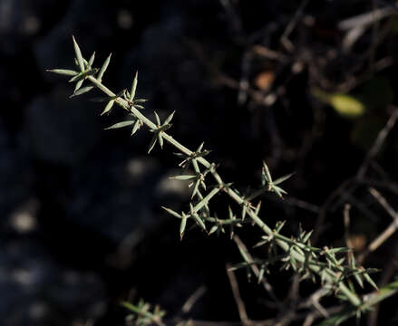 Image of Asparagus aphyllus L.