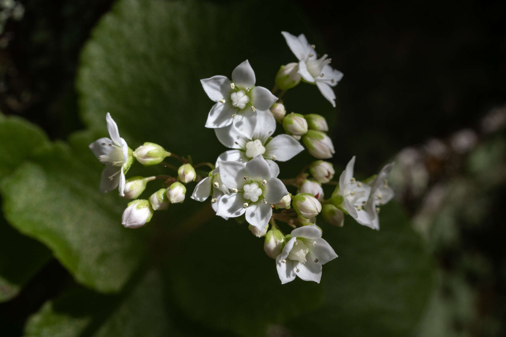 Image of Crassula capensis var. promontorii (Schönl. & Bak. fil.) Tölken