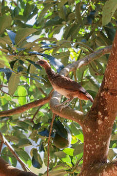 Image of Brazilian Chachalaca