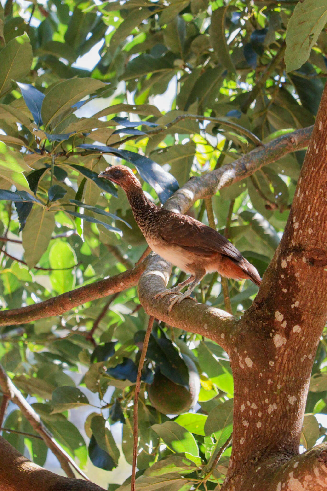 Image of Brazilian Chachalaca