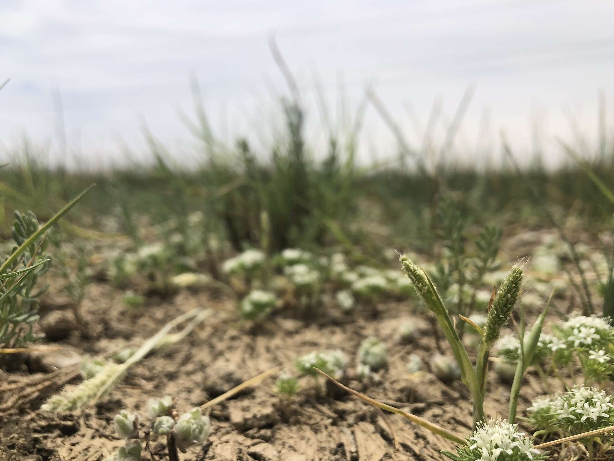 Image of Pacific foxtail