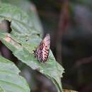 Image of Charaxes zingha Stoll 1780