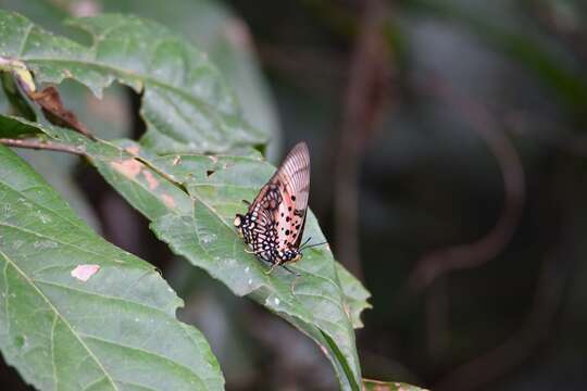 Charaxes zingha Stoll 1780 resmi