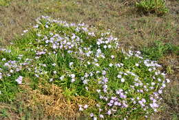 صورة Dianthus longicalyx Miq.