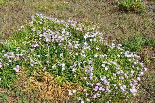 Dianthus longicalyx Miq.的圖片