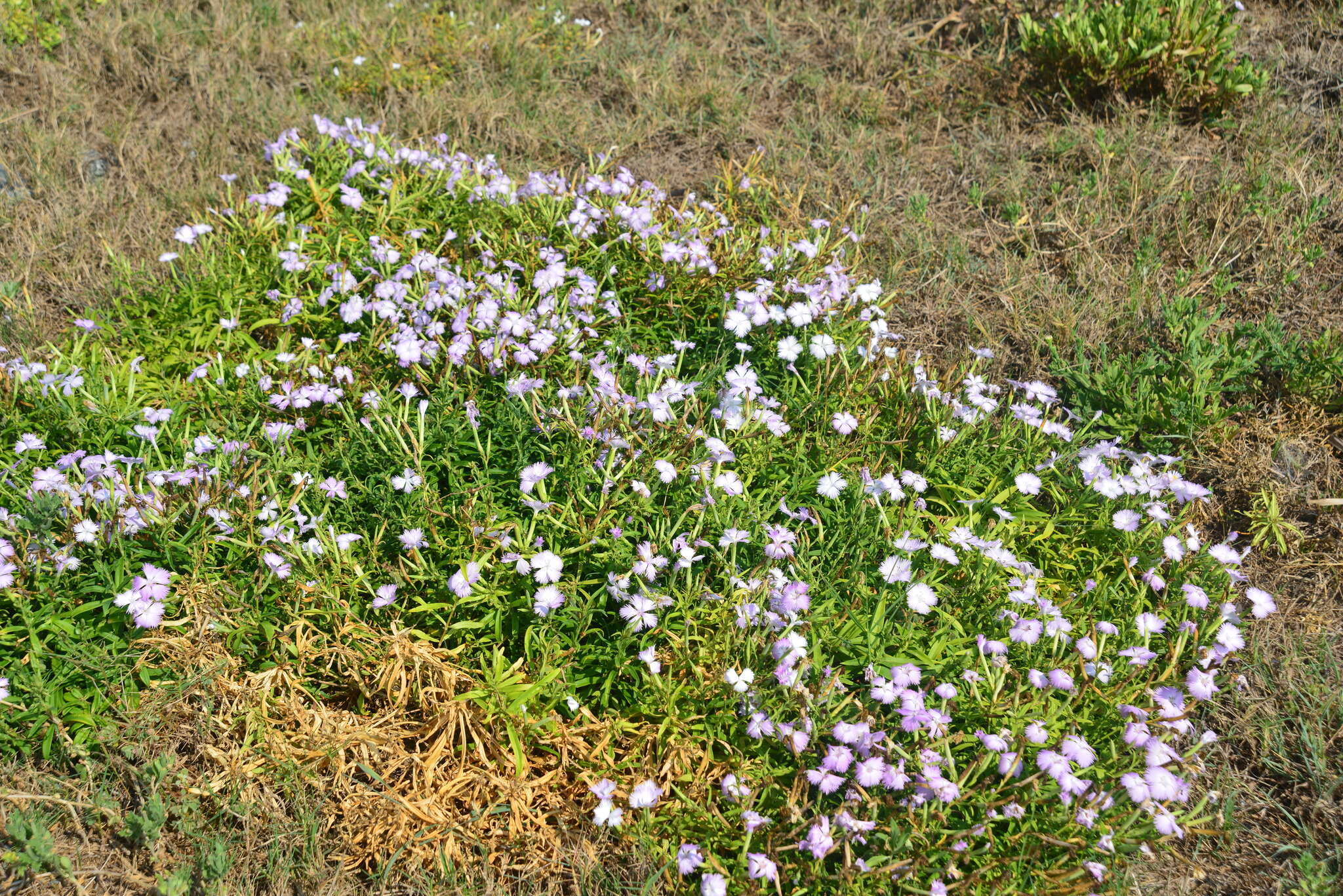 صورة Dianthus longicalyx Miq.