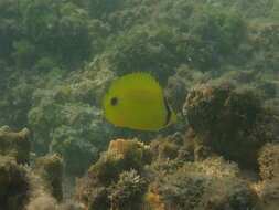 Image of Yellow Butterflyfish