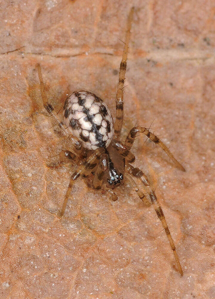 Plancia ëd Stemonyphantes lineatus (Linnaeus 1758)