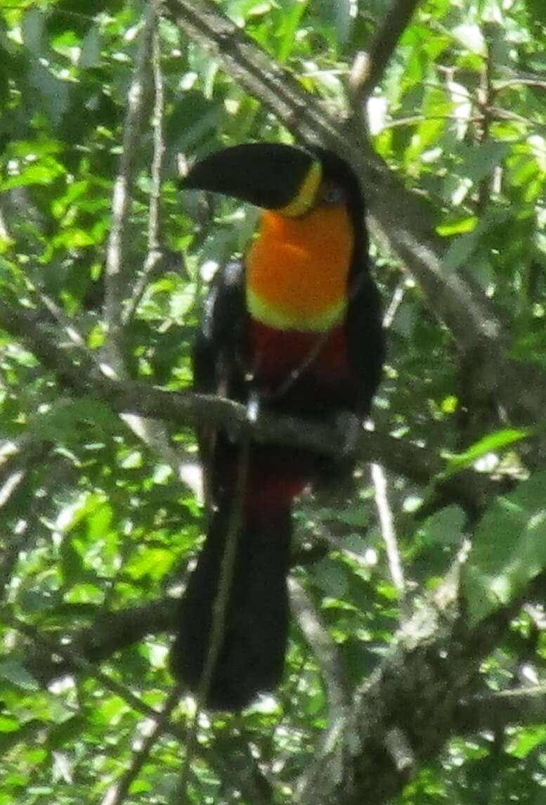 Image of Channel-billed Toucan