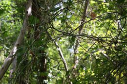 Image of Smilax excelsa L.