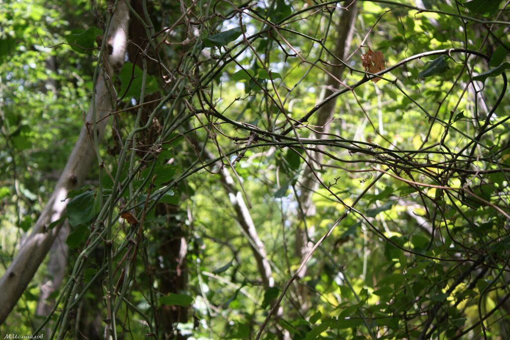 Smilax excelsa L. resmi