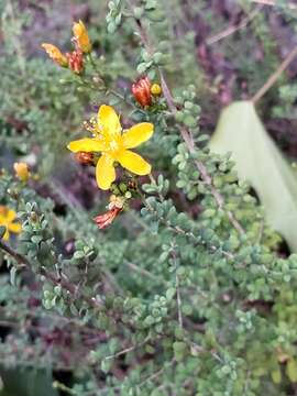 Image of Hypericum thymifolium Banks & Sol.