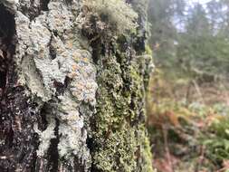 Image of Oregon crabseye lichen