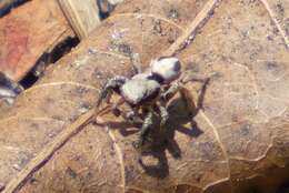 Image of Habronattus californicus (Banks 1904)