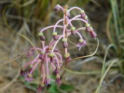 Image of Ledebouria ovalifolia (Schrad.) Jessop