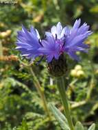 Image of Centaurea cyanoides Berggren & Wahlenb.