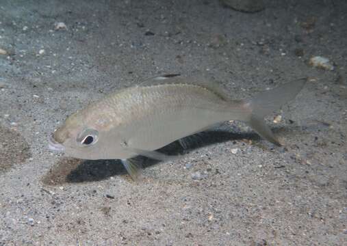 Image of Butterfish