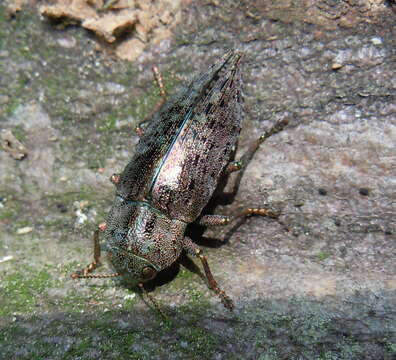 Image of Dicerca berolinensis (Herbst 1779)