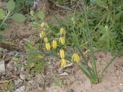 Image de Albuca cooperi Baker