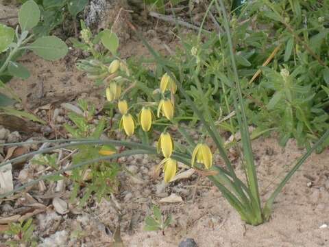 Image of Albuca cooperi Baker