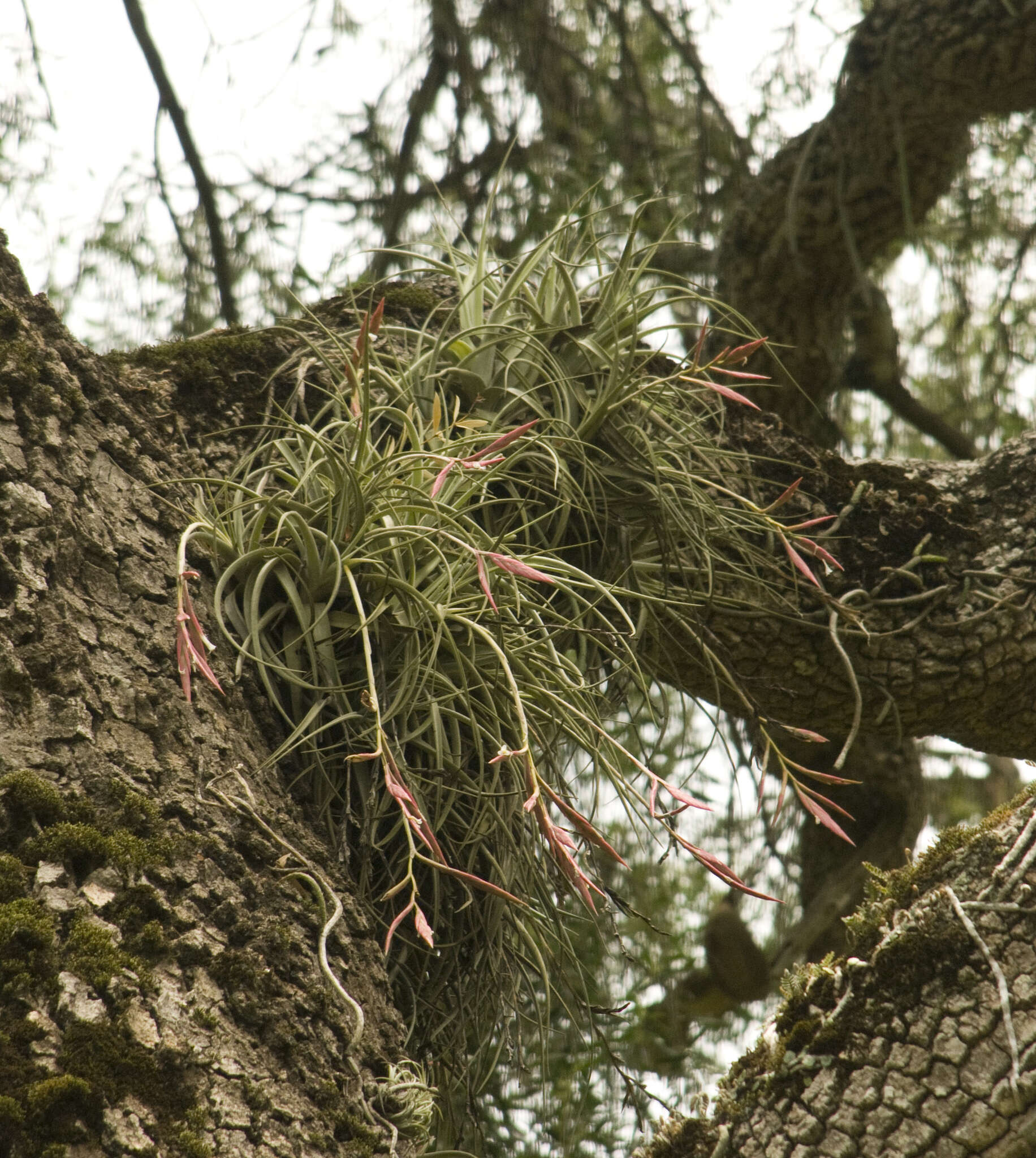 Image of Tillandsia lorentziana Griseb.