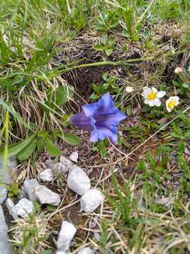 Image de Gentiana clusii subsp. clusii