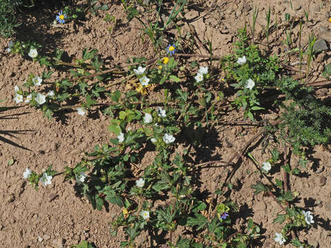 Image of Anisodontea biflora (Desr.) D. M. Bates