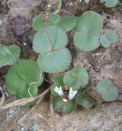 Image of Crassula saxifraga Harv.