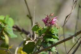 Plancia ëd Bauhinia divaricata L.