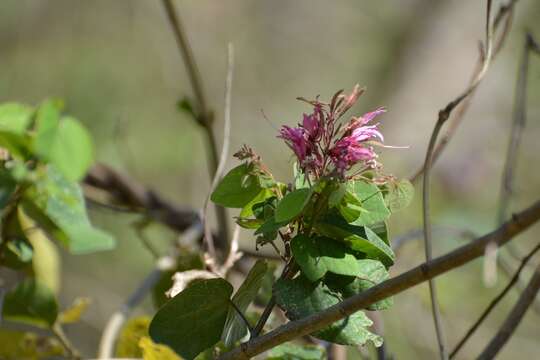 Sivun Bauhinia divaricata L. kuva