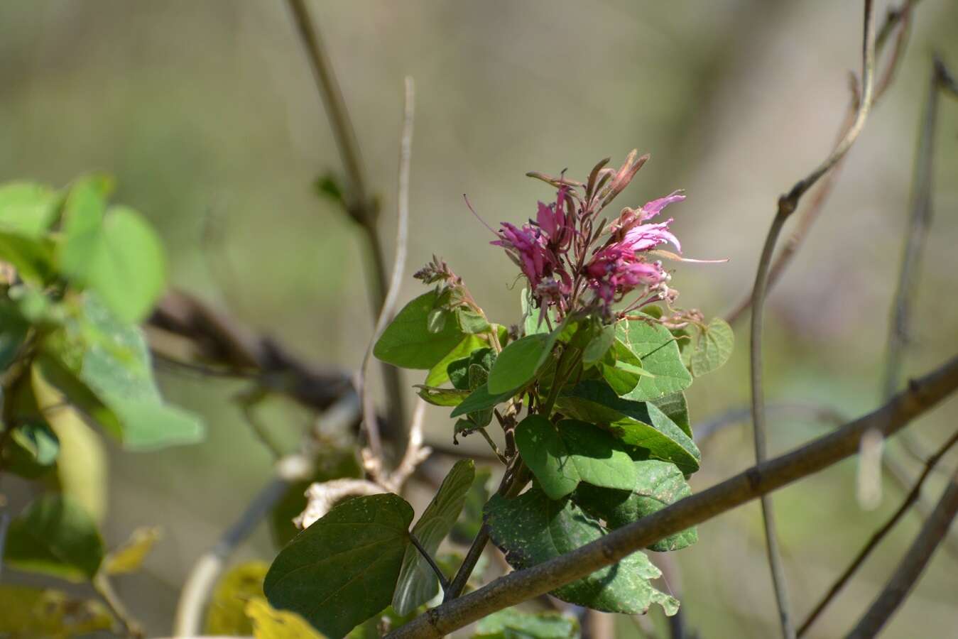 Image of Bauhinia divaricata L.