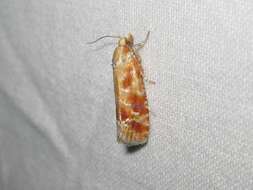 Image of European pine shoot moth