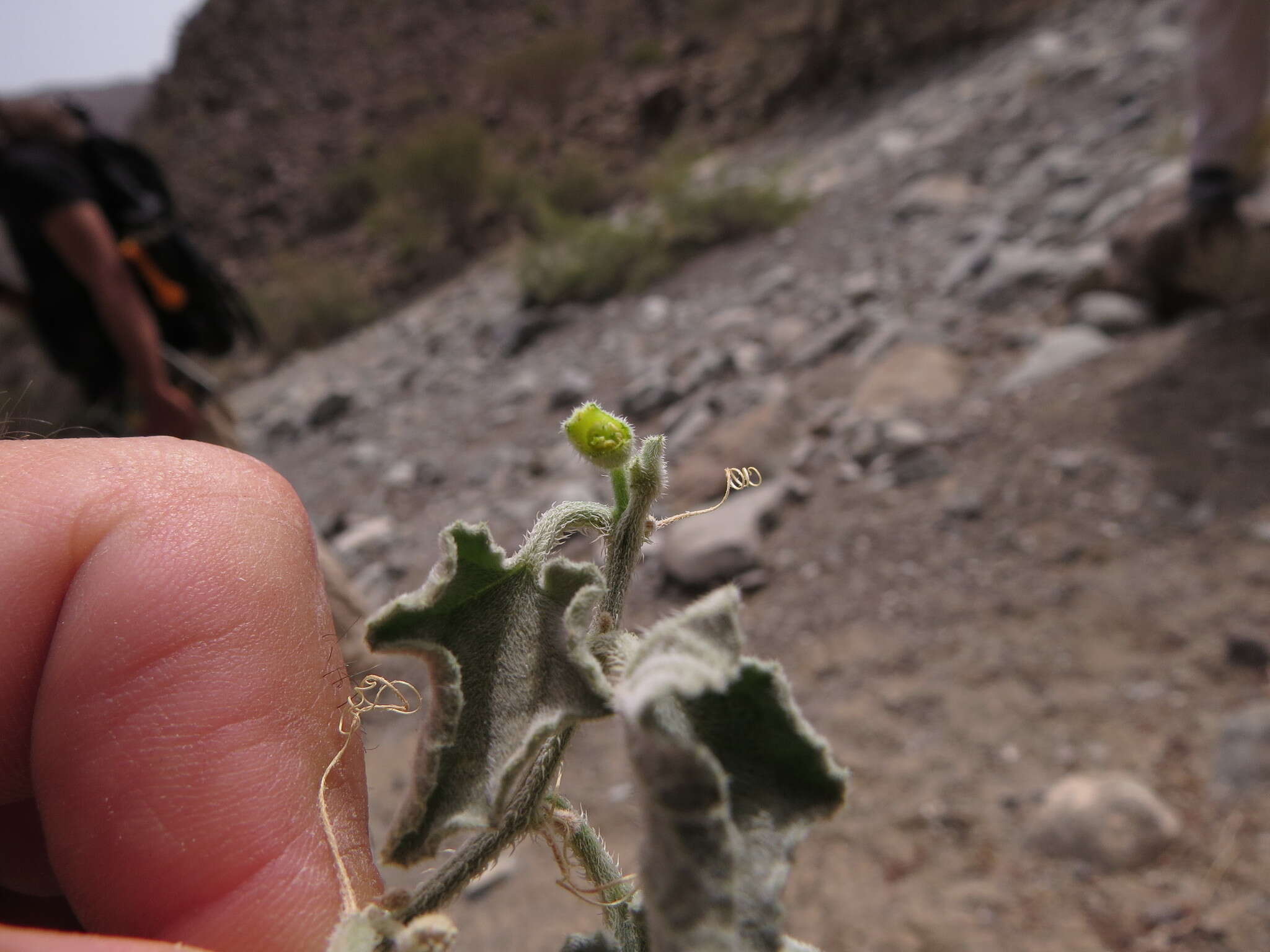 Plancia ëd Cucumis prophetarum L.