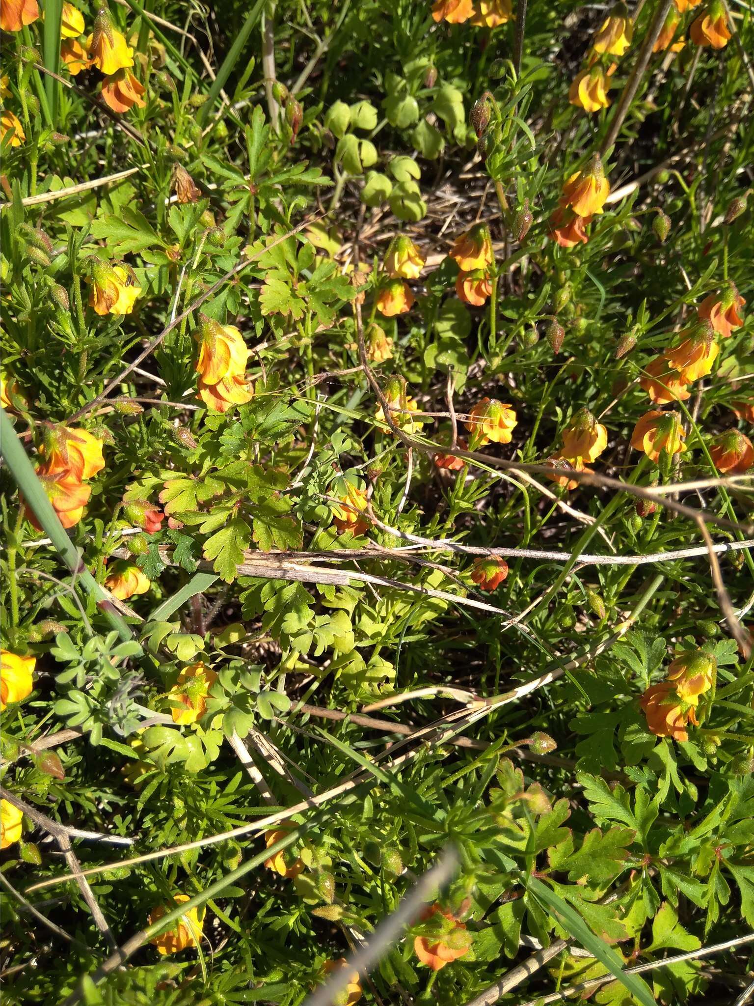 Image of Hermannia pinnata L.