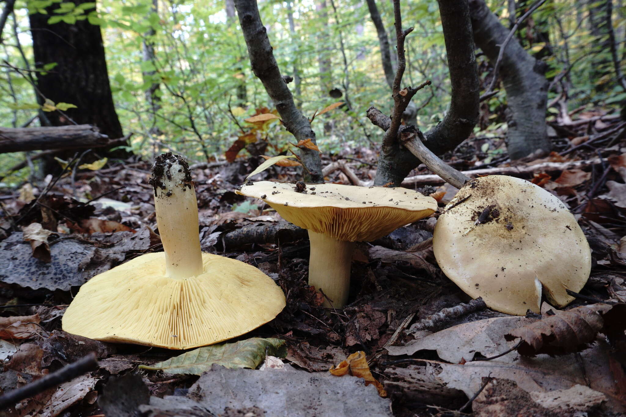 Image of Tricholoma frondosae Kalamees & Shchukin 2001