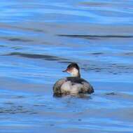 Imagem de Podiceps nigricollis gurneyi (Roberts 1919)