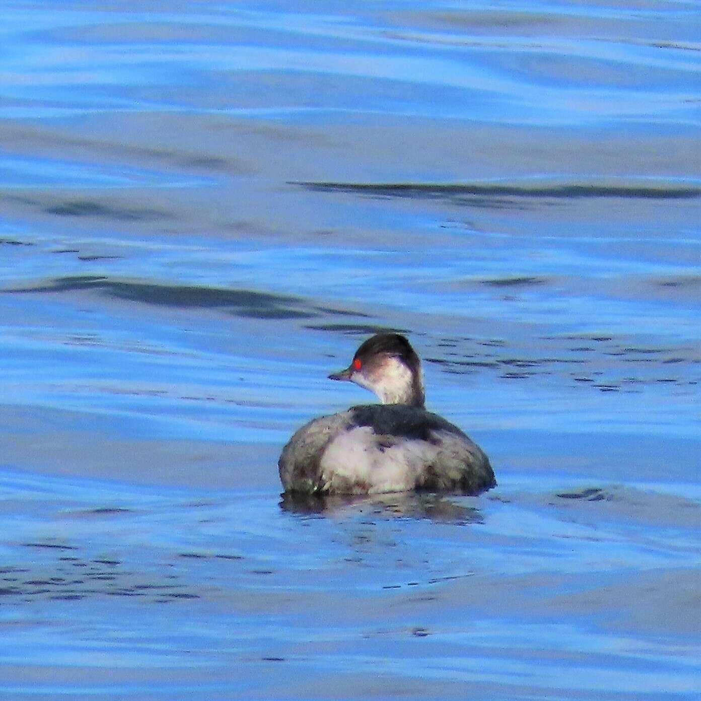 Imagem de Podiceps nigricollis gurneyi (Roberts 1919)