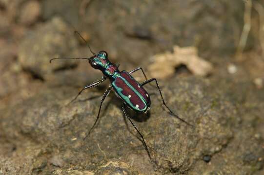 Image of Jansenia azureocincta (Bates 1878)