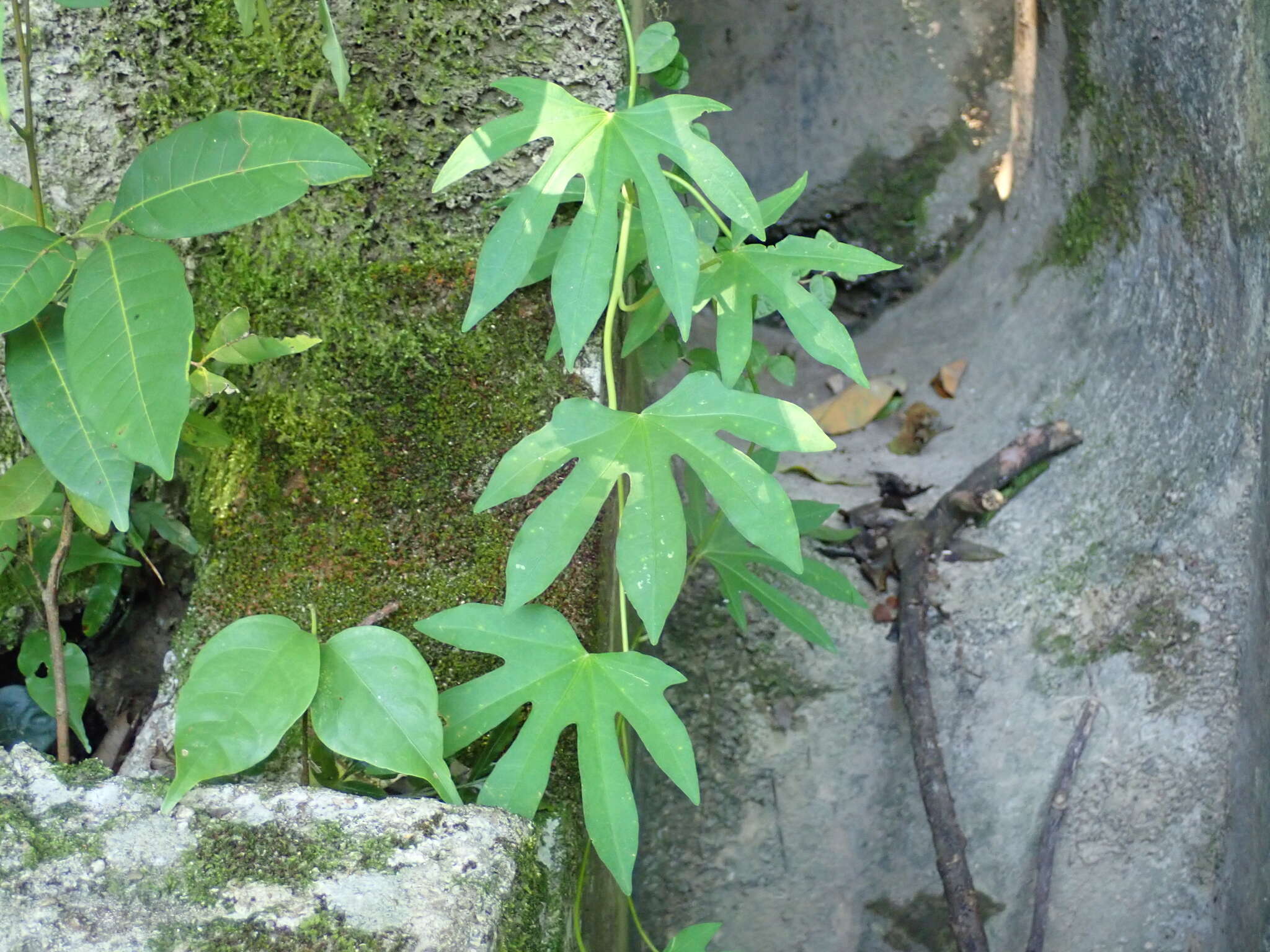 掌葉牽牛的圖片