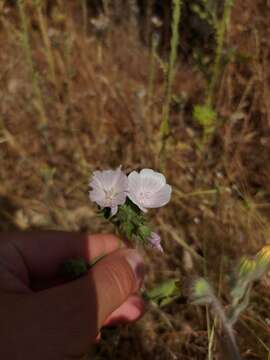 Imagem de Malva hispanica L.