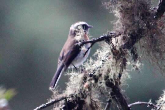 Image of Rufous-breasted Chat-Tyrant