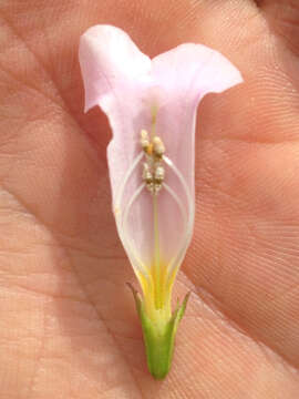 Image of Incarvillea diffusa Royle