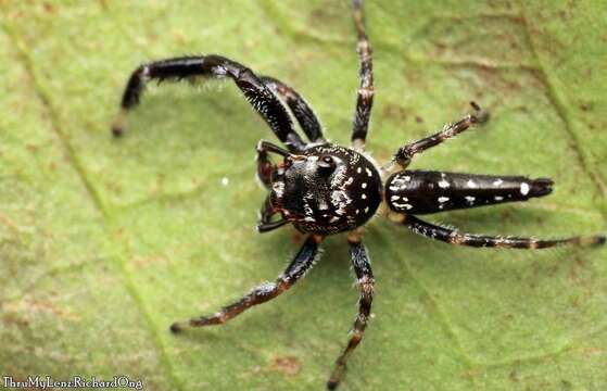 Image of Bavia sexpunctata (Doleschall 1859)