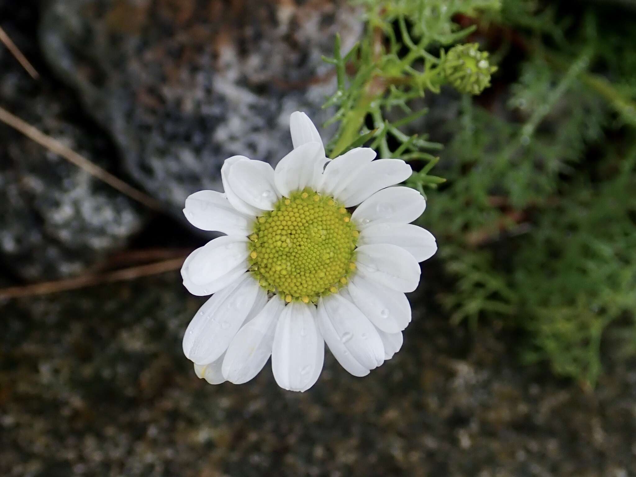 Image of false mayweed