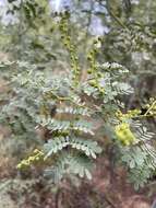 Image of glory wattle