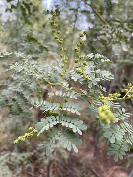 Image of glory wattle