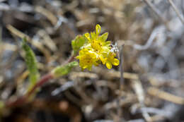 Imagem de Ivesia campestris (M. E. Jones) Rydb.