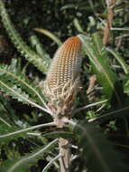 Image of Banksia prionotes Lindl.