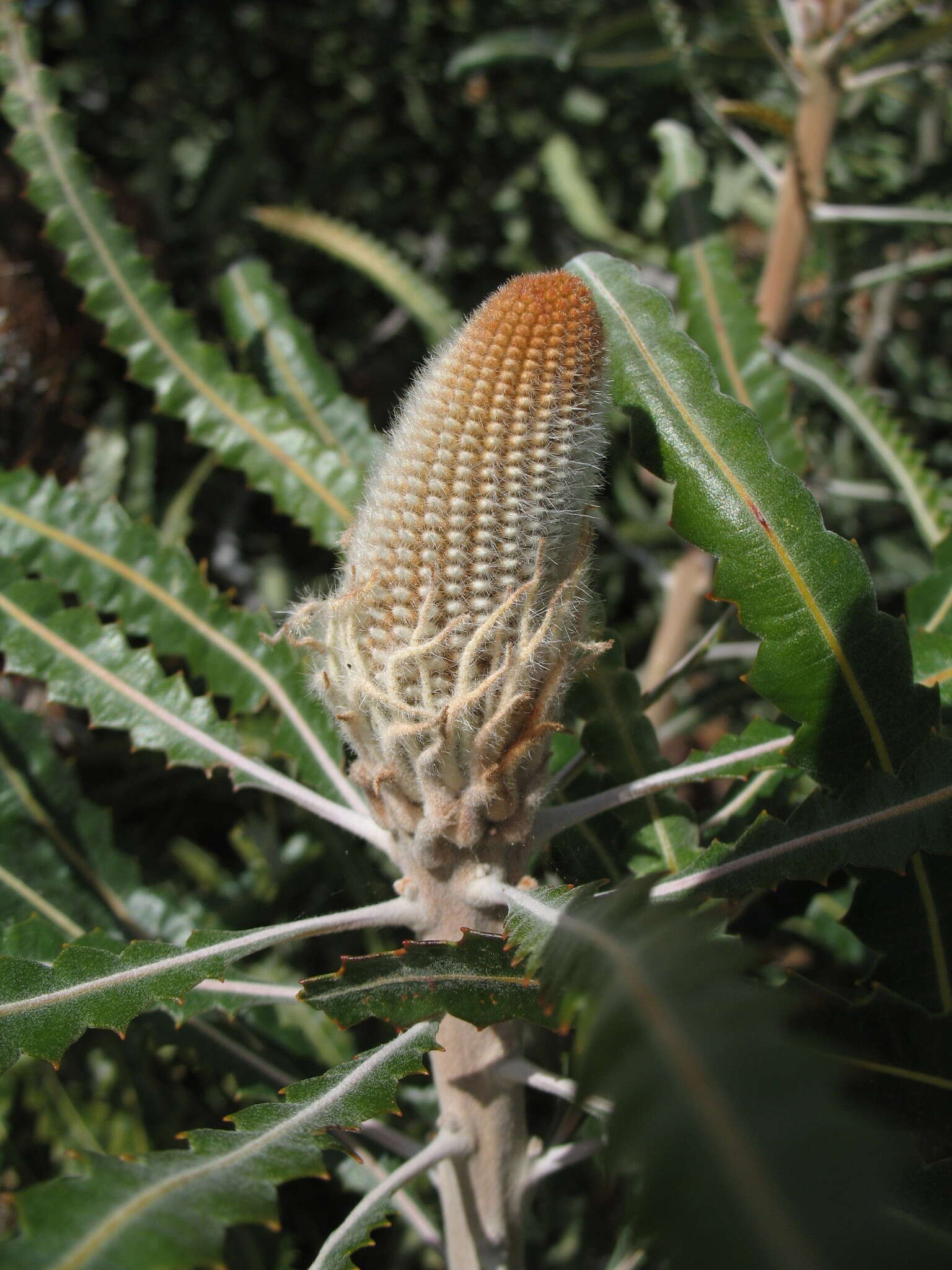 Image of Banksia prionotes Lindl.